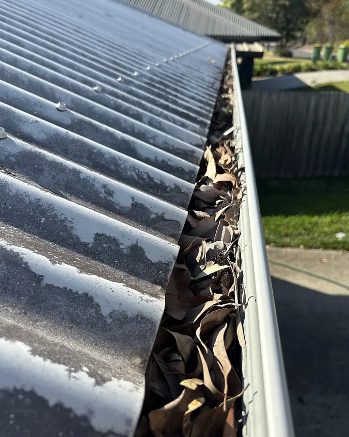 A gutter packed with brown gum leaves beside a dirty roof sheet