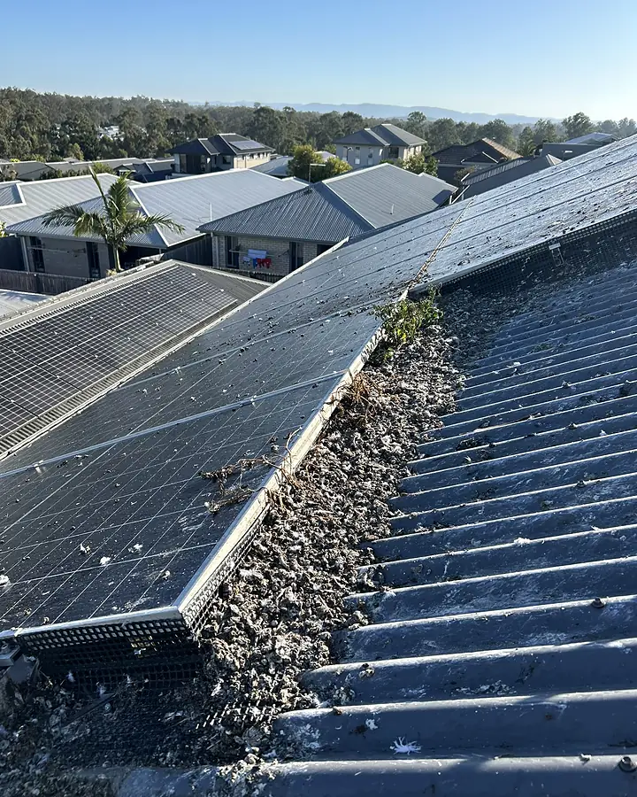 A thick bank of pigeon nesting debris packed under a solar array