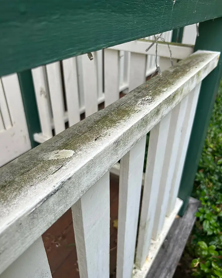 A white timber handrail with green algae growing along it